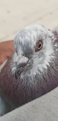 pigeon 0