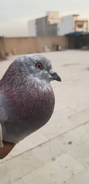 pigeon 4