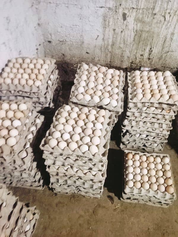 360 eggs price 9000 2