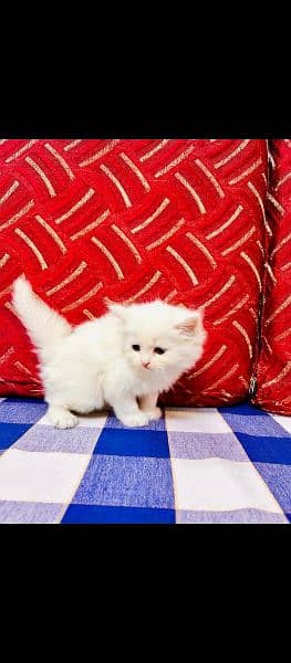 pareshan cat for sale WhatsApp number 03262308607 1