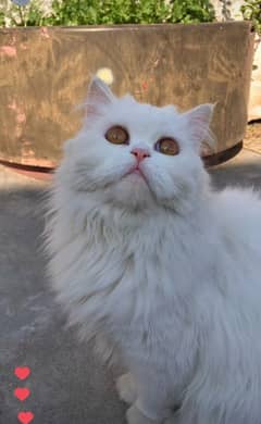 Persian cat with her kitten