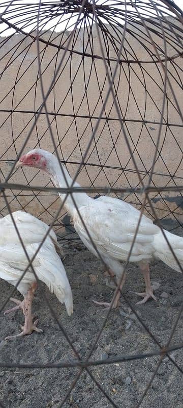 White Heera Pathi Patha For Sale Per Piece 5000/- 7