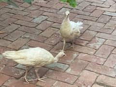 white peacocks pair 120 din age