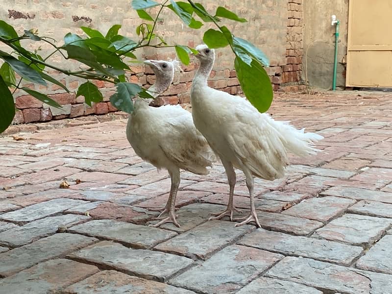 white peacocks pair 120 din age 1