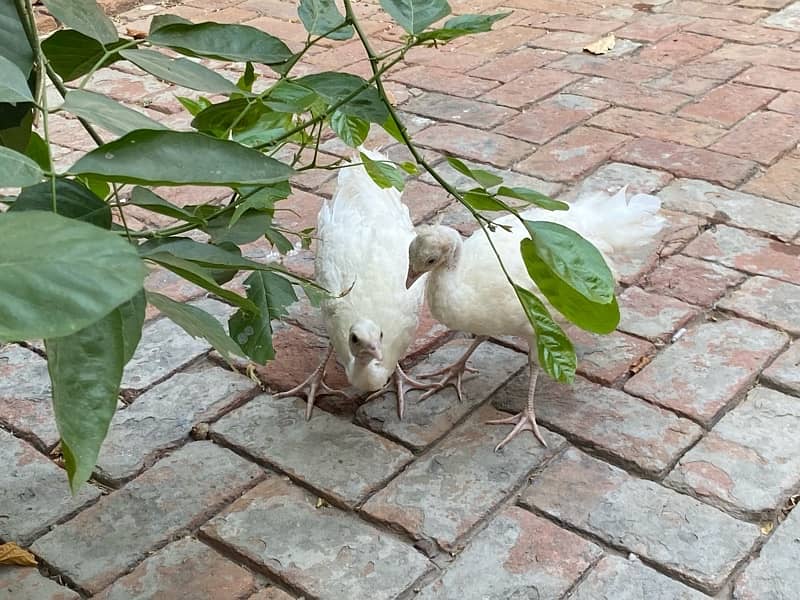 white peacocks pair 120 din age 2