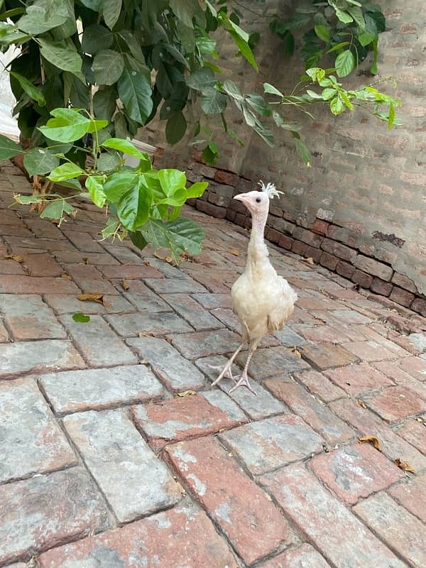 white peacocks pair 120 din age 3