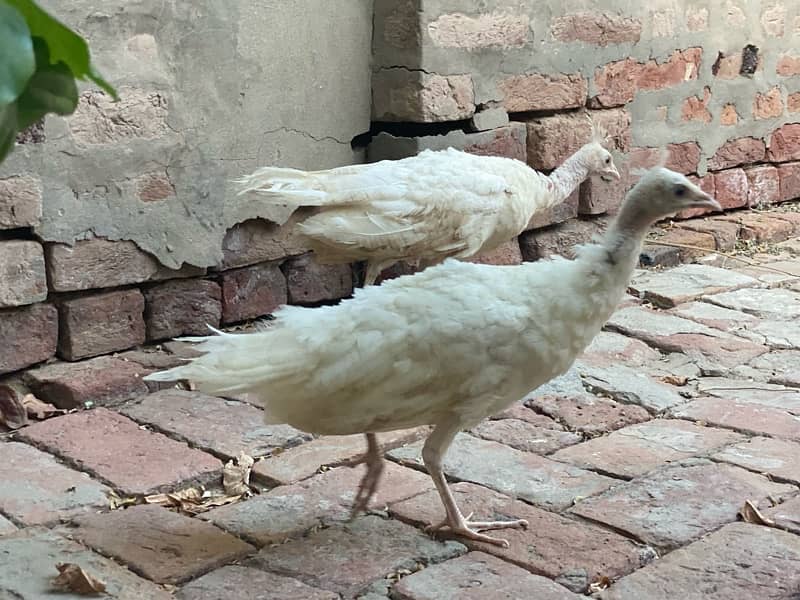 white peacocks pair 120 din age 4