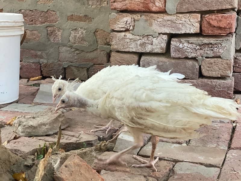 white peacocks pair 120 din age 6