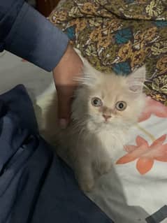 Persian cat 0