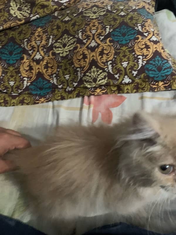 Persian cat 2