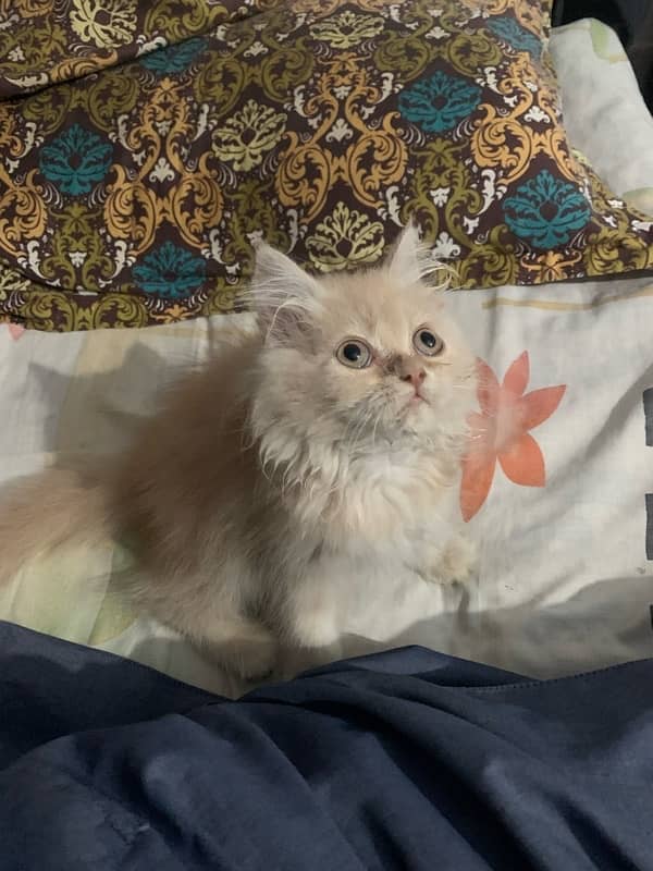 Persian cat 4