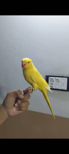 Malaai Tame Adult Yellow Ringneck Female