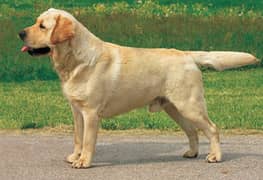 Labrador