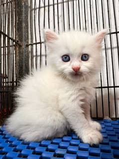 persion kitten long coat full handtaim age 2 months vaccinated 0