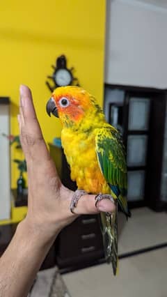 Sun conure pair healthy and active hand tamed 0