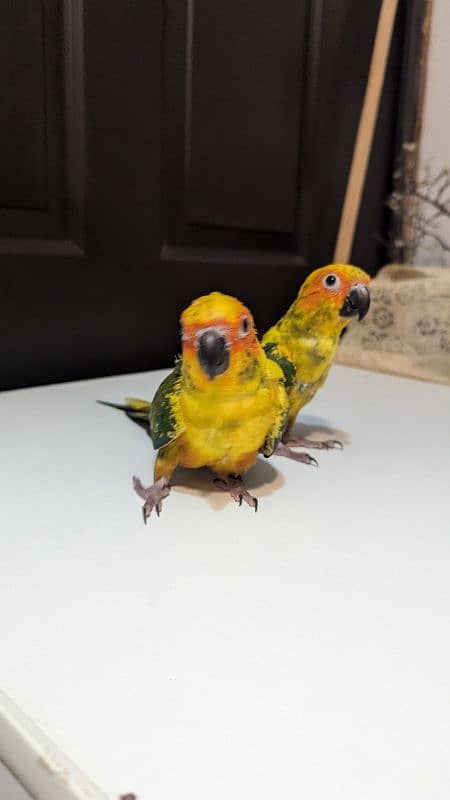 Sun conure pair healthy and active hand tamed 1