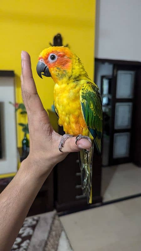 Sun conure pair healthy and active hand tamed 2