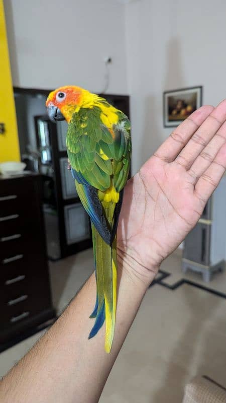 Sun conure pair healthy and active hand tamed 3