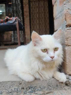 persian cat