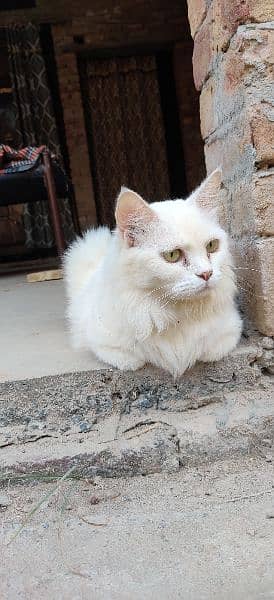 persian cat 1