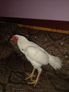 unique Hen