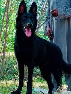 Black German shepherd available for sale