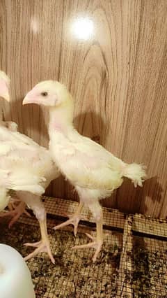 White king Oh Shamo Chick's for sale. Very Top Quality Bird.