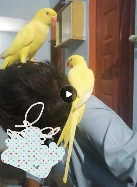 yellow ringneck handtame pair for sale 2