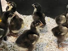 pure Australorp chicks age 10 days 0