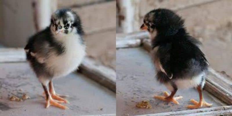 pure Australorp chicks age 10 days 1