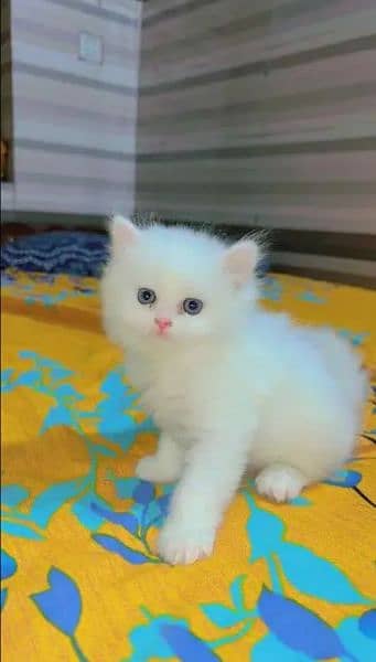 Persian cat kitten for sale 1