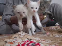 Persian cat kitten for sale piar 10000 ka 0