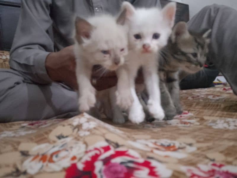 Persian cat kitten for sale piar 10000 ka 1