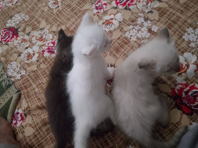 Persian cat kitten for sale piar 10000 ka 2