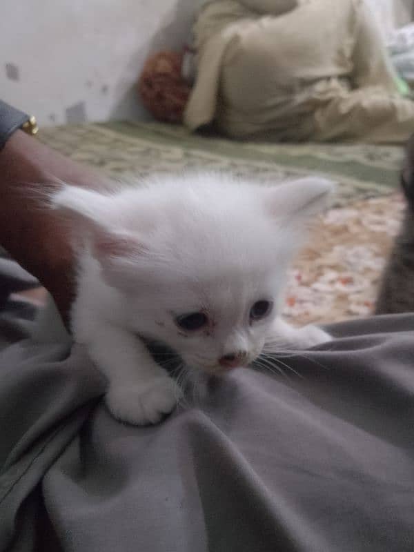 Persian cat kitten for sale piar 10000 ka 3