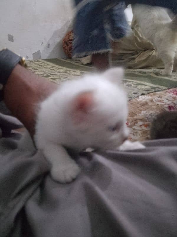 Persian cat kitten for sale piar 10000 ka 4