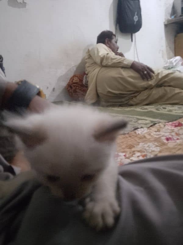 Persian cat kitten for sale piar 10000 ka 6