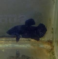 Super Black Star Tail Betta and Copper candy Batta