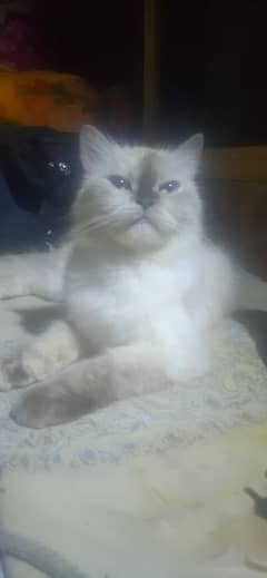 ragdoll kittens for sale 0