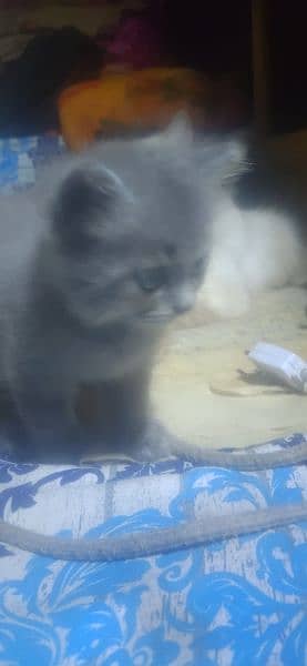 ragdoll kittens for sale 2