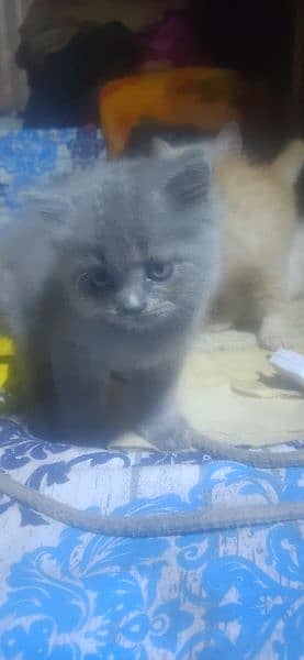 ragdoll kittens for sale 3