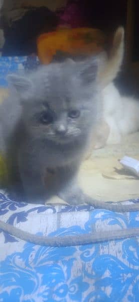 ragdoll kittens for sale 4