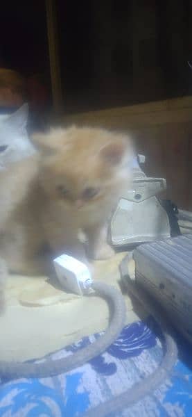 ragdoll kittens for sale 5