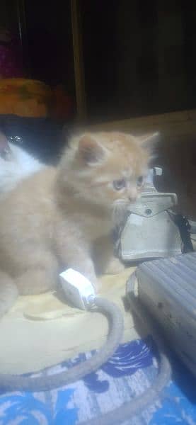 ragdoll kittens for sale 8