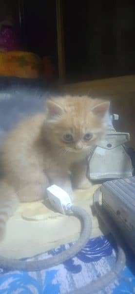 ragdoll kittens for sale 9