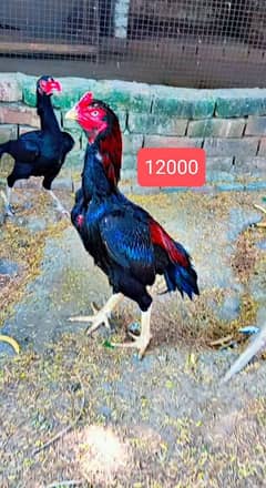 Aseel quality birds murghy murghi available 03184050949