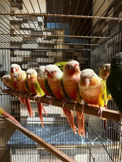 Conures/Pineapple Conures/Yellow Sided Conures/Red Factor/Parrot