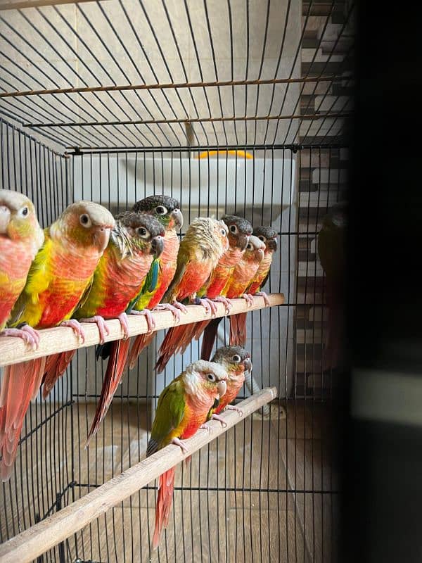 Conures/Pineapple Conures/Yellow Sided Conures/Red Factor/Parrot 1