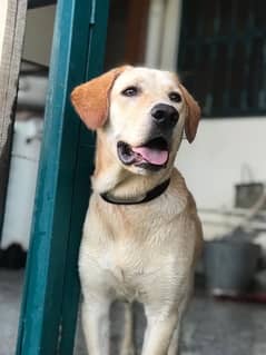 LABRADOR RETRIEVER AGE 1 YEAR