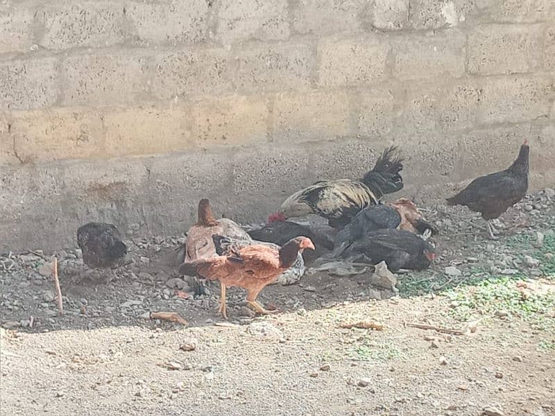 DESI HENS /MURGHIYAN 0